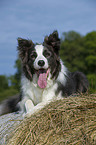 lying Border Collie