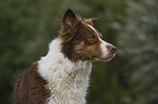 Border Collie Portrait