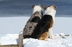 2 dogs in the snow