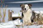 lying Border Collie