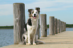 sitting Border Collie