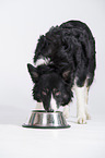 old Border Collie