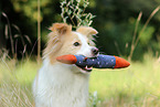 Border Collie Portrait