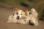 lying Border Collie