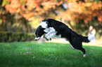 jumping Border Collie