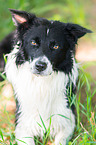 lying Border Collie