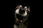 shorthaired Border Collie catches treat