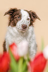 Border Collie portrait