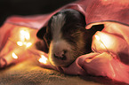 sleeping Border Collie puppy