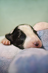 sleeping Border Collie puppy