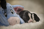 sleeping Border Collie puppy