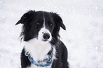 Border Collie portrait