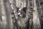 Border Collie Portrait