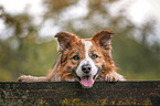 male Border Collie