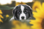 Border Collie puppy