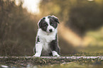 Border Collie puppy