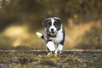 Border Collie puppy