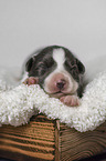 Border Collie puppy