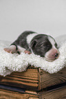 Border Collie puppy