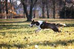 running Border Collie