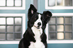 Border Collie Portrait