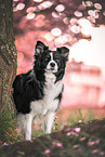 Border collie in cherry blossom