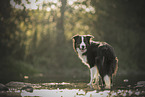 Border Collie in the water