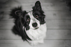 sitting Border Collie