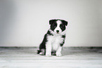 Border Collie puppy