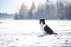 Border Collie in winter