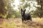 adult Border Collie