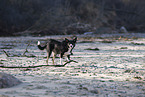 Border Collie