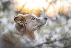 adult Border Collie