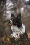 male Border Collie