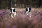 2 Border Collie