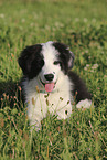 Border Collie puppy