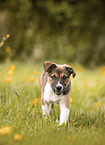 Border Collie Puppy