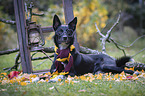 Border Collie