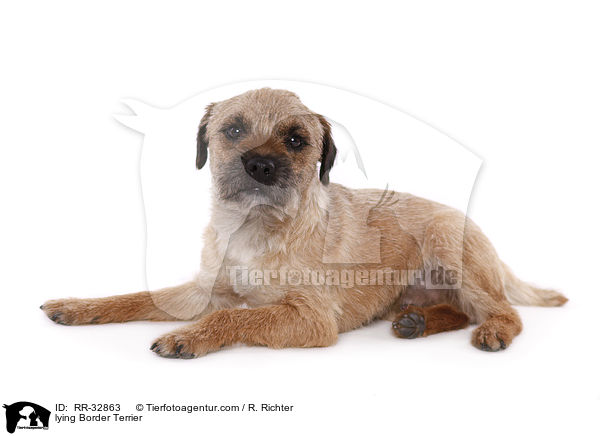 liegender Border Terrier / lying Border Terrier / RR-32863