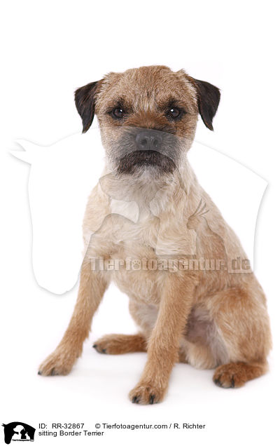 sitzender Border Terrier / sitting Border Terrier / RR-32867