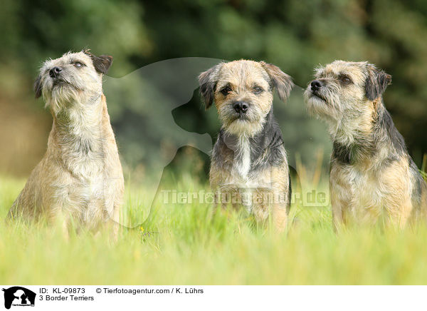 3 Border Terriers / KL-09873