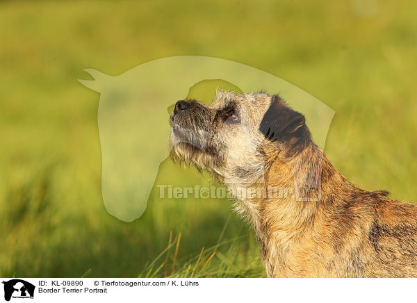 Border Terrier Portrait / KL-09890
