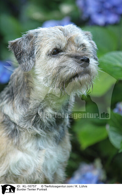 Border Terrier Portrait / KL-16757