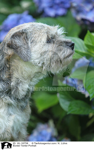 Border Terrier Portrait / KL-16758