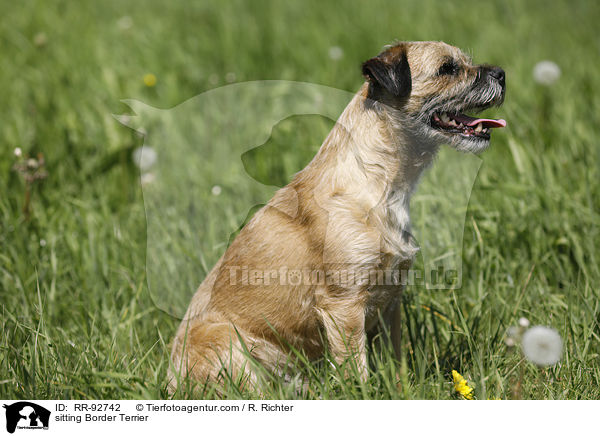 sitting Border Terrier / RR-92742
