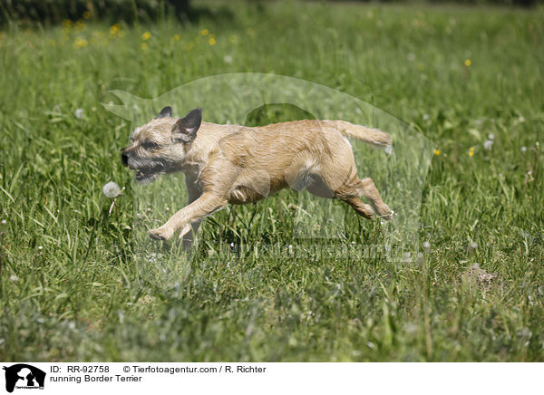 running Border Terrier / RR-92758