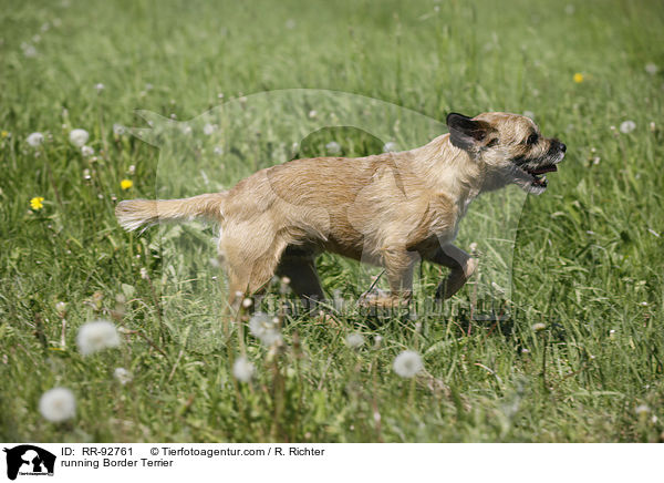 running Border Terrier / RR-92761