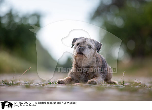 lying Border Terrier / MW-09272
