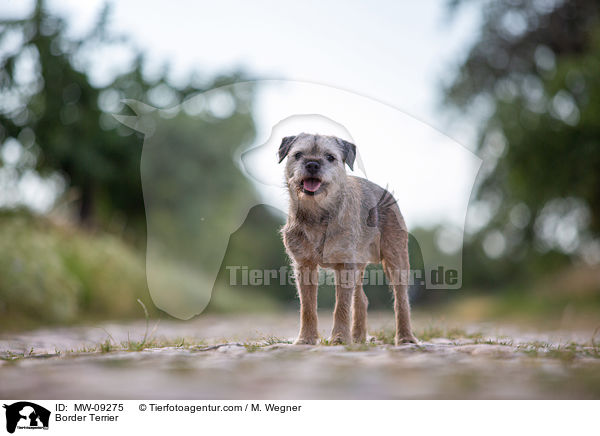Border Terrier / MW-09275