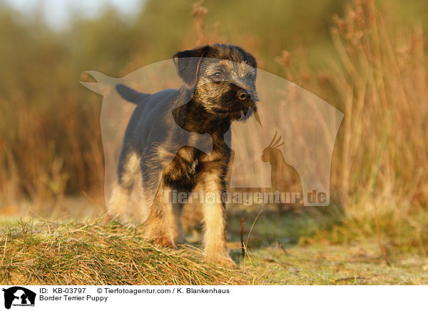 Border Terrier Puppy / KB-03797